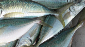 Ismea, in Italia sempre meno famiglie acquistano pesce fresco