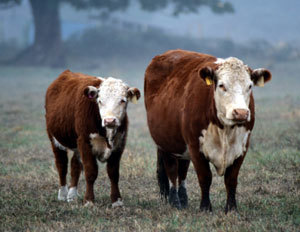 Ue: siglato l'accordo sui bovini trattati con ormoni