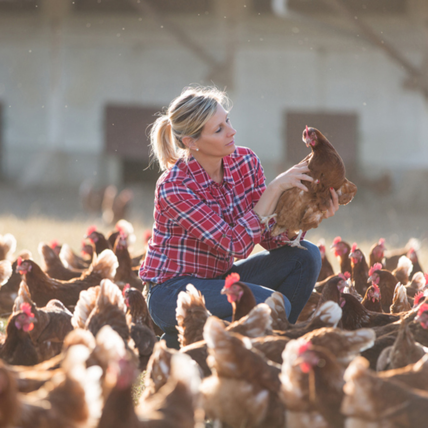 Unaitalia: a rischio l'autosufficienza dell'avicoltura nazionale