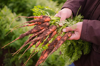 Colle d'oro: avvio di stagione positivo per la carota novella