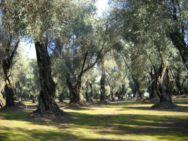  Assitol su olio d'oliva: confermate le previsioni positive ma restano ombre