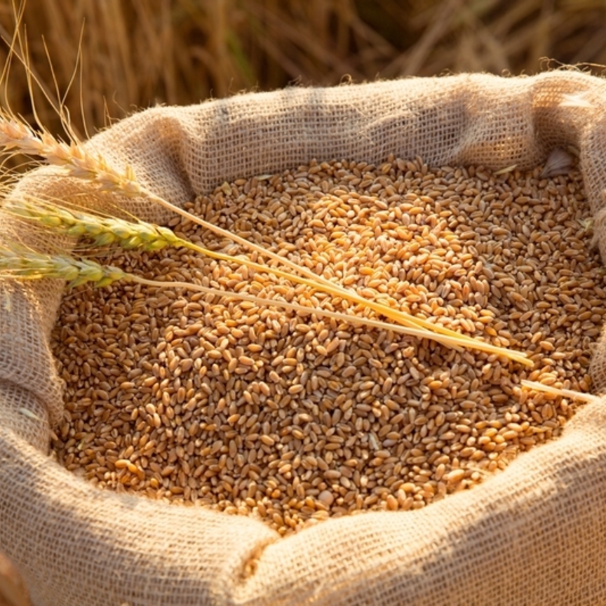 Si aggrava di nuovo la crisi del grano: cosa rischia l'Italia?