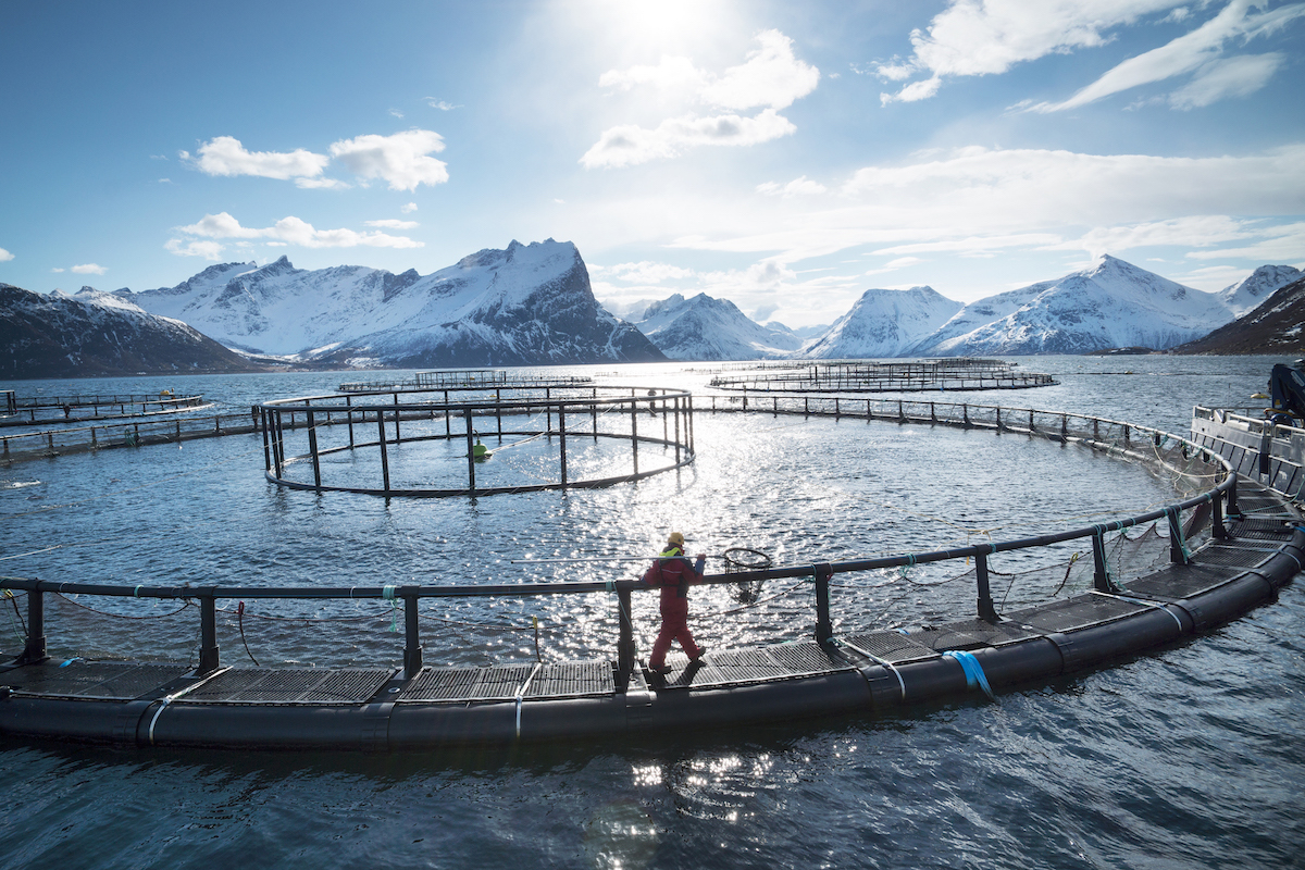 Acquacoltura norvegese: allevamenti sostenibili per un salmone di qualità