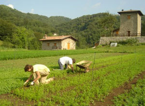 Ismea: la fiducia delle aziende agricole italiane è in calo 