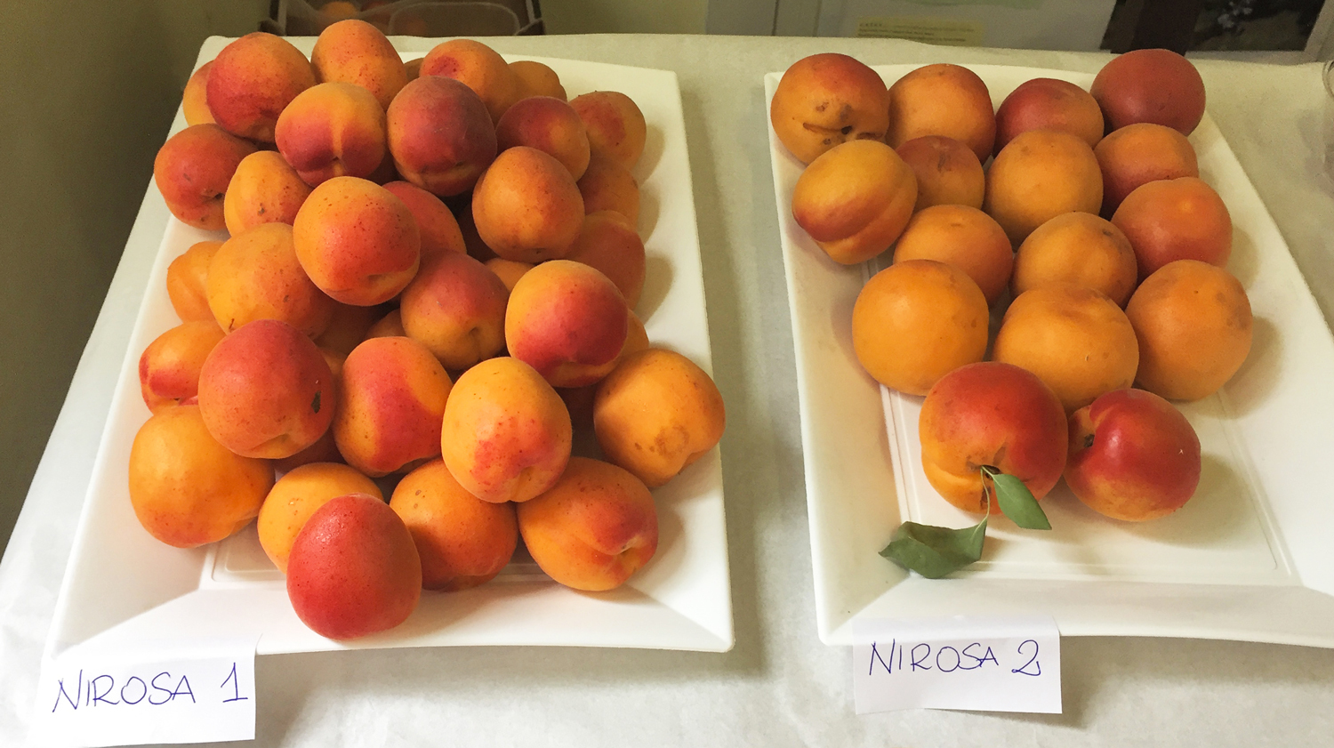 Nirosa 1 e Nirosa 2: il frutto della ricerca di Geoplant e Maspes