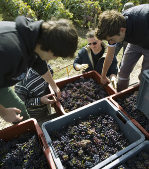 Il vino italiano si conferma prima voce dell'export agroalimentare nazionale
