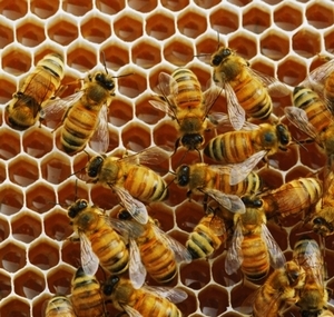Conapi: più dolcezza con il miele di qualità