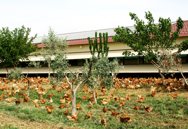  Il Campese Amadori: 100 allevamenti all’aperto per un prodotto dai sapori di una volta 